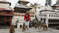 Puluhan kera yang ada di kuil ini juga tetap harus diberi makan meskipun negaranya sedang Lockdown. AP Photo/Niranjan Shrestha.
