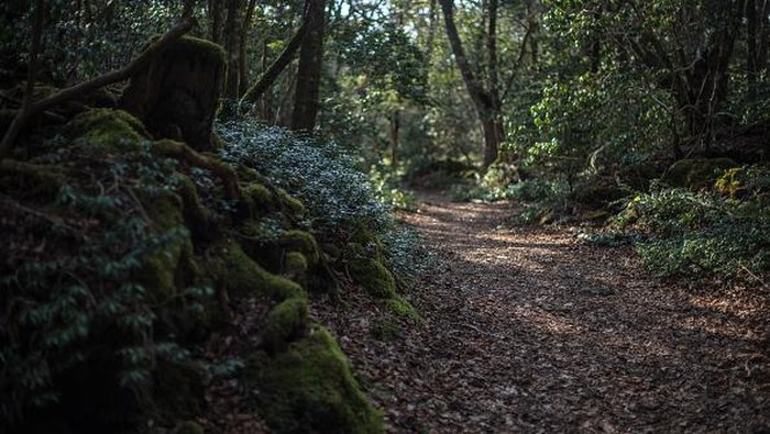 Hutan Aokigahara disebut sebagai tempat terseram di dunia, sebagai hutan bunuh diri. Aokigahara terletak di bagian barat laut Gunung Fuji, sekitar 100 kilometer sebelah barat Tokyo, Jepang. Dengan luas 30 kilometer persegi, hutan tersebut cukup subur akibat curahan lahar yang berasal dari Gunung Fuji ketika gunung tersebut meletus tahun 864. Hutan itu menarik perhatian dunia karena disebut sebagai lokasi bunuh diri paling terkenal dari Jepang. Carl Court/Getty Images.