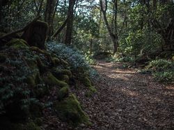 Minum Sajen di Hutan Aokigahara, Turis Dikecam
