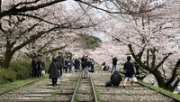 Lokasinya ada di sisi Timur luar Kota Sakyo-ku, Kyoto. Wujudnya berupa bekas jalur kereta dengan panorama pohon sakura di sisi kiri dan kanannya (Twitter)