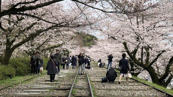 Lokasinya ada di sisi Timur luar Kota Sakyo-ku, Kyoto. Wujudnya berupa bekas jalur kereta dengan panorama pohon sakura di sisi kiri dan kanannya (Twitter) Lokasinya ada di sisi Timur luar Kota Sakyo-ku, Kyoto. Wujudnya berupa bekas jalur kereta dengan panorama pohon sakura di sisi kiri dan kanannya (Twitter)