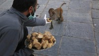Seorang relawan tengah memberi makan kera yang ada disana. AP Photo/Niranjan Shrestha.