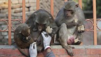Monyet-monyet ini biasanya menjadi daya tarik bagi para wisatawan yang berkunjung disekitar kawasan Kuil yang ada di Nepal. AP Photo/Niranjan Shrestha.