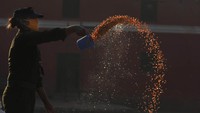Para penjaga, staf, dan sukarelawan memastikan bahwa binatang dan burung yang ada di halaman kuil ini tidak kelaparan selama lockdown di Nepal berlangsung. AP Photo/Niranjan Shrestha.