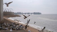 Dahulu biasanya pantai ini selalu ramai dikunjungi oleh warga, kini pantai tersebut hanya diisi oleh hewan saja. Dapat dikatakan saat ini terjadi perubahan posisi untuk menikmati alam dan jumlah sampah pun berkurang signifikan. Seperti yang terlihat di salah satu pantai di Inggris. Christopher Furlong/Getty Images. 