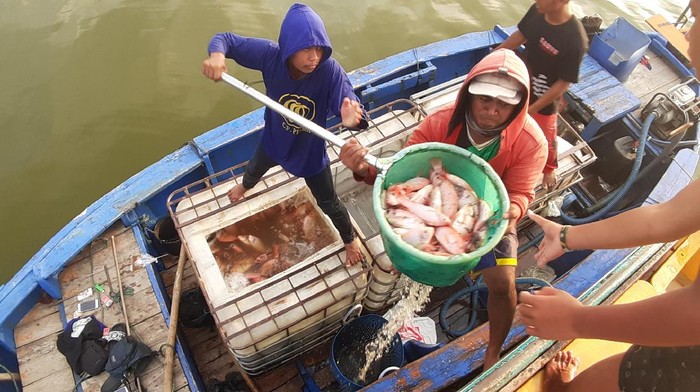 Petani keramba Waduk Kedungombo sedang mengangkut panenan ikan budidaya di Dukuh Ngasinan, Desa Ngargirto, Kecamatan Sumberlawang, Sragen