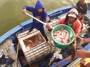 Penjualan Ikan Budi Daya Petani Keramba di Sragen Anjlok