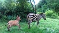 Meski bisa hidup normal, zonkey itu steril alias tidak akan bisa memiliki keturunan walaupun sudah mencapai usia matang. (dok. Sheldrick Wildlife Trust)