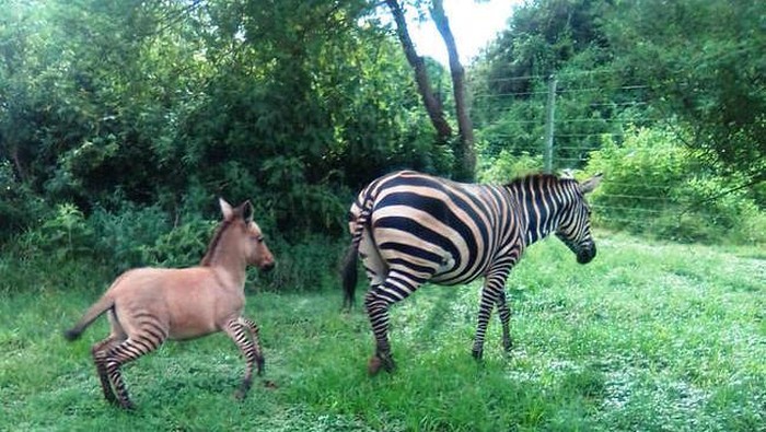 Persilangan Zebra dan Donkey