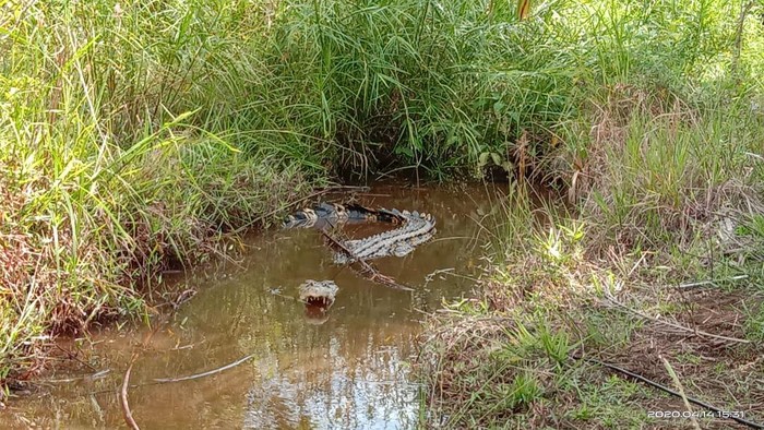 15 Ekor Buaya Menetas di Kebun Sawit Milik Warga di Agam, Sumbar.