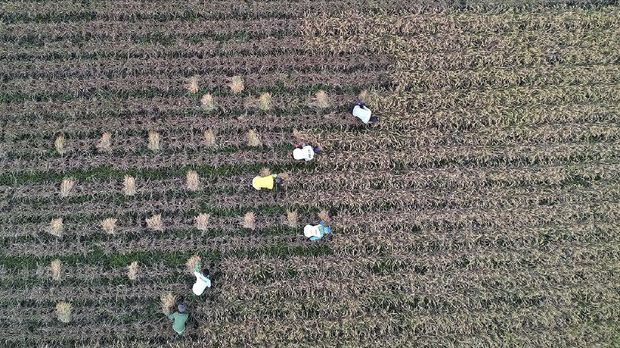 Petani memanen padi di area persawahan Desa Hutabohu, Kabupaten Gorontalo, Gorontalo, Selasa (24/3/2020). ANTARA FOTO/Adiwinata Solihin