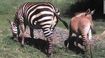 6 Fakta Menarik Zebra, Kuda Belang nan Eksotis