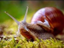 Bekicot Halal atau Haram? Ini Penjelasan MUI