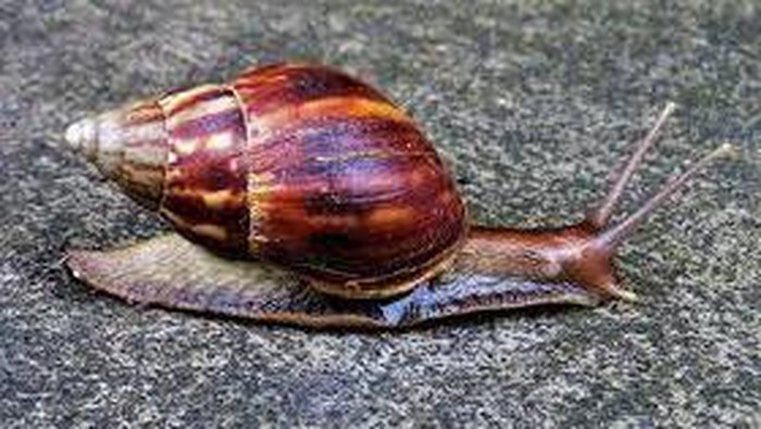 bekicot