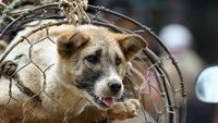 5 Negara Ini Melarang Keras Konsumsi Daging Anjing - Halaman 2