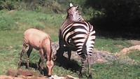 Ternyata memang benar, bayi itu adalah zonkey, hasil persilangan antara zebra dan donkey alias keledai. (dok. Sheldrick Wildlife Trust)
