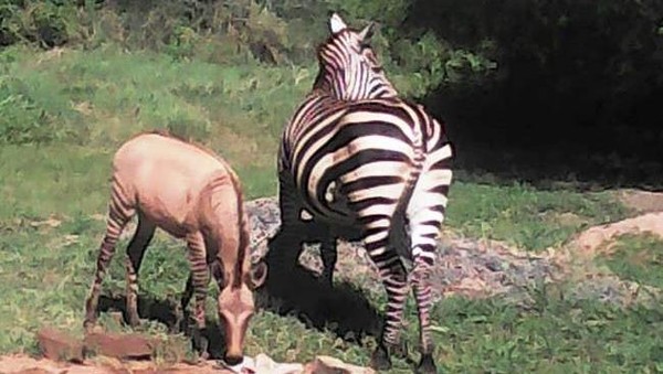 Ternyata memang benar, bayi itu adalah zonkey, hasil persilangan antara zebra dan donkey alias keledai. (dok. Sheldrick Wildlife Trust)