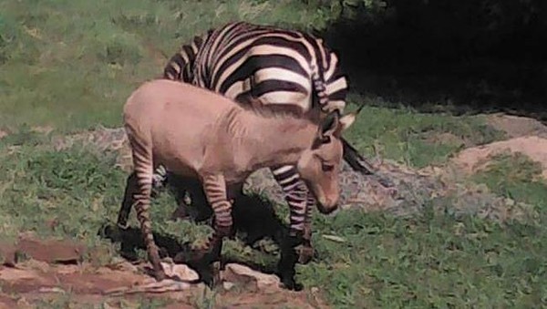 Seekor bayi zebra lahir di Taman Nasional Chyulu Hills di Kenya beberapa hari lalu. Jika dilihat, penampakannya memang agak unik, beda dengan zebra biasanya. (dok. Sheldrick Wildlife Trust)