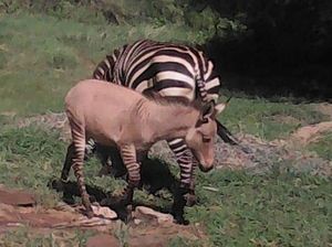 Foto: Bukan Zebra, Ini Zonkey
