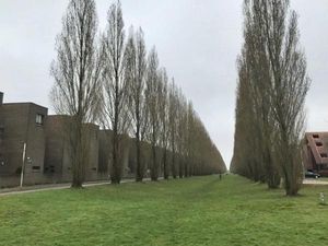 Tak Seceria Tahun Lalu, Musim Semi di Utrecht Terasa Sunyi