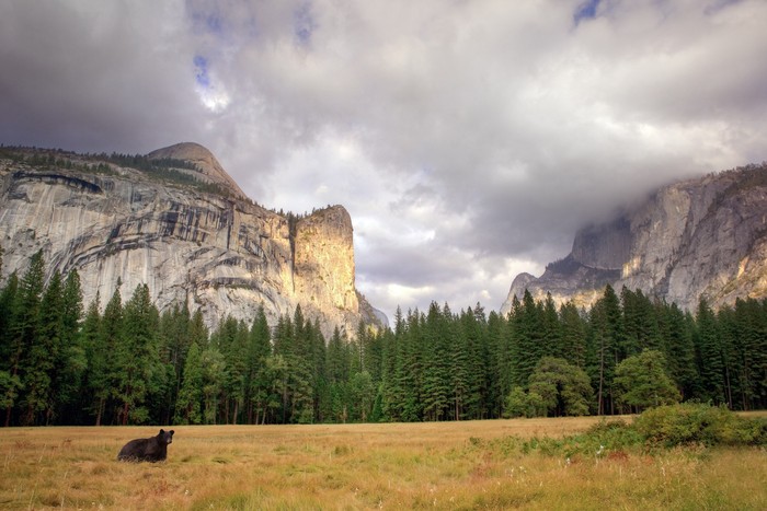 Beruang hitam di Taman Nasional Yosemite