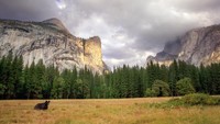 Tambahan, beruang hitam di Taman Nasional Yosemite, California mengadakan pesta karena orang-orang terkurung di rumah. Hewan itu kini mudah ditemui di sana (Foto: iStock)