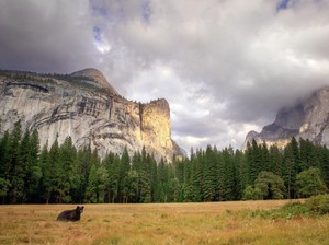 Hewan Liar Kini Bisa Berpesta Pora, Beruang Salah Satunya