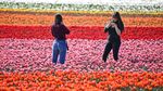 Pesona Ribuan Bunga Tulip Bermekaran di Jerman