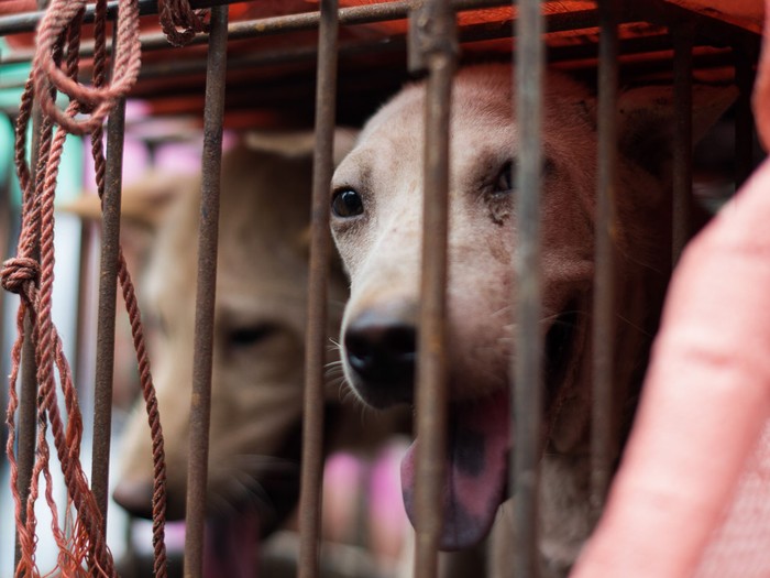 Anjing -