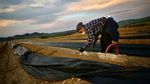 Petani Dunia Merajut Asa Bertahan di Tengah Wabah Corona