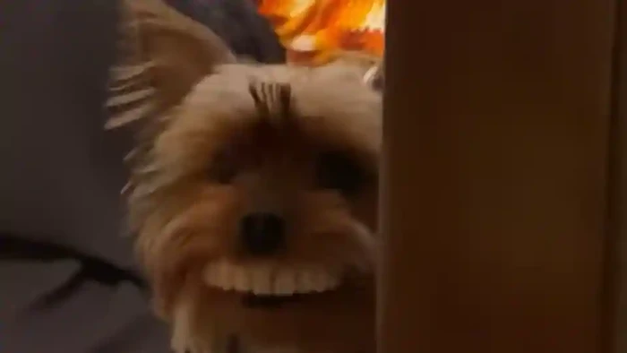 anjing menggigit gigi palsu