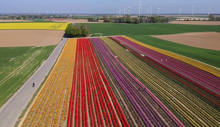 Di tengah wabah Corona yang melanda dunia, pemandangan cantik nan mempesona terlihat di kawasan Jerman. Ribuan bunga tulip berbagai warna bermekaran di sana.