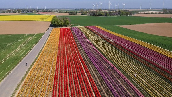 Pesona Ribuan Bunga Tulip Bermekaran di Jerman