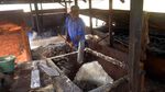Permintaan Garam Meningkat di Ramadhan, Petani Genjot Produksi