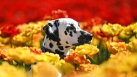 Seekor anjing berada di antara bunga-bunga tulip yang sedang bermekaran di perkebunan Grevenbroich, Jerman. AP Photo/Martin Meissner.