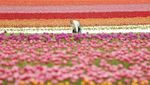 Pesona Ribuan Bunga Tulip Bermekaran di Jerman