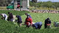 Petani di salah satu desa di negara Italia ini harus tetap bekerja untuk memastikan pasokan bahan makanan di negara itu. Perlu diketahui Italia adalah salah satu negara di Eropa yang juga terdampak parah COVID-19. Untuk para petani yang masih bekerja dihimbau menggunakan masker. Donato Fasano/Getty Images.