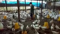 Peternak Ayam 'Babak Belur' Dihantam Dampak Corona