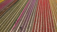 Foto dari udara yang menunjukkan hamparan bunga tulip yang sedang bermekaran di perkebunan Grevenbroich, Jerman. AP Photo/Martin Meissner.