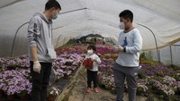 Bahkan di Wuhan sendiri saat ini para petani lokal masih berjuang untuk memulai semangat baru dari nol karena dampak ekonomi yang cukup parah setelah lockdown selama dua bulan. Seperti yang terjadi para petani bunga disana yang masih menunggu izin untuk kembali memasarkan bunga itu kepada pembeli. AP Photo/Ng Han Guan.  
