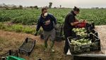 Petani Dunia Merajut Asa Bertahan di Tengah Wabah Corona