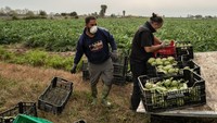 Bahkan di negara Spanyol, petani di desanya tetap melakukan cocok tanam untuk tetap memastikan pasokan makanan hijau dan segar. Di Spanyol sendiri telah mengelontorkan 30 miliar Euro untuk membantu warganya saat masa kritis virus ini. David Ramos/Getty Images.