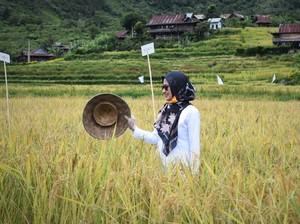 Pandemi Corona, Bupati Luwu Utara Pastikan Ketersediaan Pangan Aman