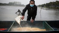 Untuk wilayah China saat ini beberapa petani dan peternak mulai beraktivitas kembali pasca bangkit dari masa lockdown. Perlu diketahui pasar sajian makanan laut di China banyak diminati pasar lokal. Photo by Getty Images.  
