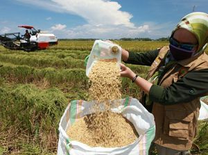 Panen Padi di Tengah Corona, Petani di Sultra Terapkan Imbauan Cuci Tangan