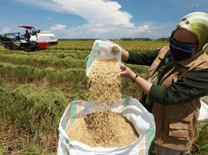 Panen Padi di Tengah Corona, Petani di Sultra Terapkan Imbauan Cuci Tangan