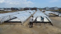 Petani memanen garam kristal sistem Geo Membran di lahan tambak dekat perumahan, Desa Lam Ujung, Kecamatan Baitussalam, Kabupaten Aceh Besar, Aceh, Sabtu (11/4/2020). Kelompok petani garam yang menyewa lahan untuk usaha produksi garam di daerah itu justru malah khawatir dengan maraknya alih fungsi lahan tambak untuk pembangunan perumahan yang dapat mengancam kelangsungan produksi garam tradisional. ANTARA FOTO/Ampelsa