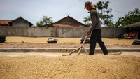 Dirut Perum Bulog Budi Waseso menargetkan cadangan beras pemerintah (CBP) dari hasil serapan gabah petani sebanyak 950 ribu ton dan 60 persen diantaranya (577 ribu ton) akan segera direalisasikan pada puncak musim panen Bulan April hingga Juni 2020. ANTARA FOTO/Fauzan