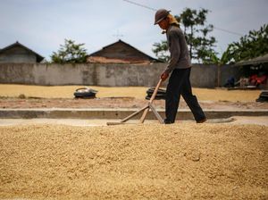 Harga Beli Gabah Bulog ke Petani Naik Tipis Jadi Rp 4.450/Kg