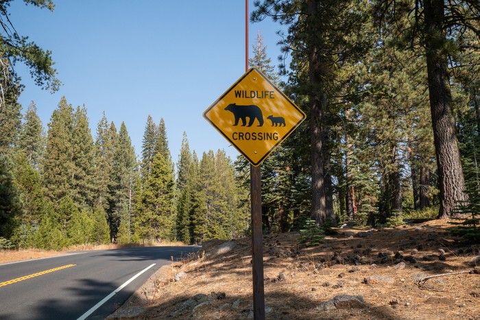 Beruang hitam di Taman Nasional Yosemite